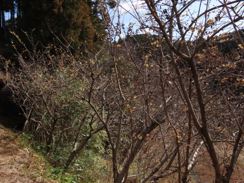 日和田山、物見山